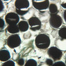 A56, Neck, 40x (Osmium)