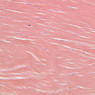 A19, Myotendinous Junction, 20x (PTAH)