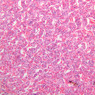 B63, Pituitary, 10x (H&E)