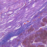 B54, Pituitary, 40x (AF)