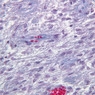 B65, Pituitary, 40x (Trichrome)
