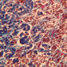 B65, Pituitary, 20x (Trichrome)