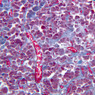 B65, Pituitary, 20x (Trichrome)