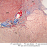 B65, Pituitary, 2.5x Labeled (Trichrome)