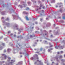 B65, Pituitary, 40x (Trichrome)
