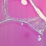 B53, Thyroid, 20x (PAS)