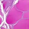 B53, Thyroid, 10x (PAS)