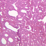 B60, Adrenal Gland, 10x (H&E)