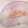 B61, Adrenal Gland, 2.5x (Chromaffin)