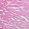 B62, Adrenal Gland, 20x (H&E)