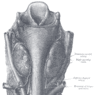 GrossAnatomy_Endocrine