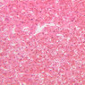 Endocrine