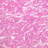 Endocrine