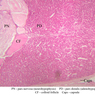 Endocrine