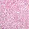 Endocrine