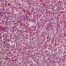 Endocrine