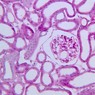 B68, Kidney, 20x (H&E)