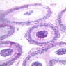 B81, Epididymis, 20x (H&E)