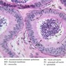 B81, Epididymis, 40x Labeled (H&E)