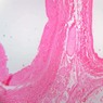 Epithelium