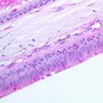 Epithelium