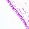Epithelium