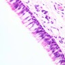 Epithelium