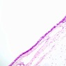 Epithelium