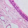 Epithelium