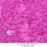 Epithelium