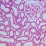 Epithelium