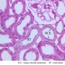 Epithelium