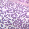 Epithelium