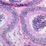 Epithelium