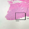 B1, Stomach (Cardiac), 2.5x Labeled (H&E)