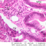 B4, Stomach (Fundus), 40x Labeled (H&E)