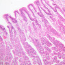 B4, Stomach (Fundus), 10x (H&E)