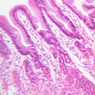B4, Stomach (Fundus), 20x (H&E)