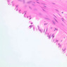 B5, Stomach (Corpus), 40x (H&E)