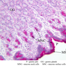 B6, Stomach (Corpus), 20x Labeled (PAS)