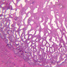 B100, Uterus (Secretory Phase), 2.5x (H&E)