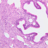 B93, Uterine Tube, 20x (H&E)