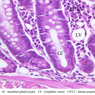B12, Jejunum, 40x Labeled (H&E)