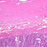 B15, Jejunum, 10x (H&E)