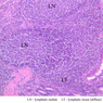 B18, Ileum, 10x Labeled (H&E)