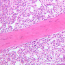 A37, Spleen, 20x (H&E)