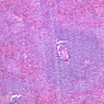 A38, Spleen, 10x (H&E)