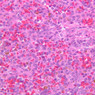 A38, Spleen, 40x (H&E)
