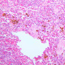 A40, Spleen, 20x (H&E)