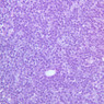 A44, Thymus (Infant), 40x (H&E)